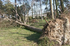 (Picture of Arboretum after 1999 storm)