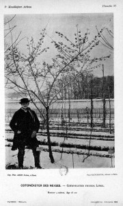 (Cotoneaster dans l'arboretum en 1889)