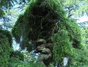 L'arbre aux pagodes