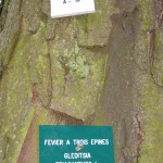 Plaques sur un arbre du jardin anglais