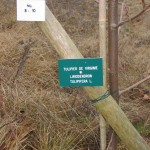 Plaque d'identification d'un arbre planté