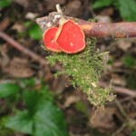 Sarcoscypha coccinea (Pézize écarlate) 