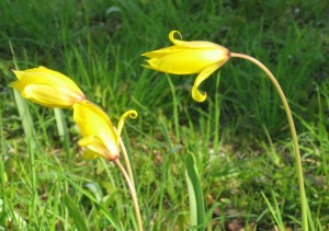 Tulipes sauvages (Tulipa sylvestris)