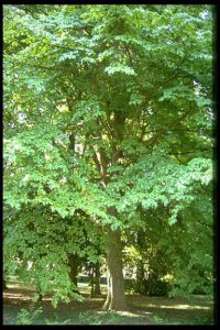 (Arbre de fer dans l'arboretum en 1999)