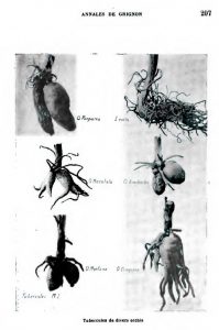 (Tubercules de divers orchis)