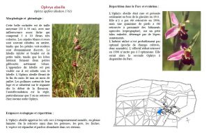 (Description de Ophrys apifera)