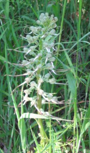 (Orchis bouc dans l'arboretum en juin 2015)