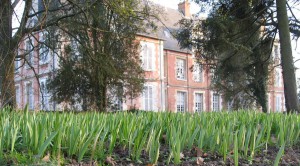 (Tulipes sauvages près du chateau en 2008)