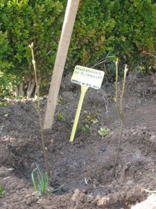 (Baguenaudier planté par René Chaussat en 2012)