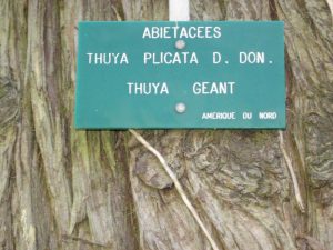 (plaque de l'ex thuya géant abattu en 2012)