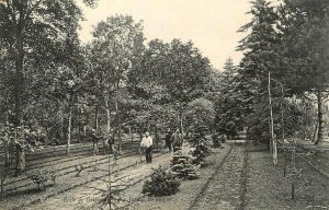 (Jardin dendrologique au début du XXe siècle)