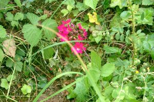 (Fleur dans le jardin écologique en 2014)