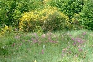 (Vue dans le jardin écologique en 2004)