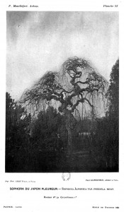 (Arbre aux pagodes dans l'abroretum de Grignon en 1891)