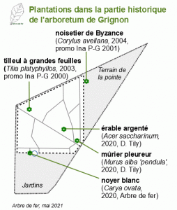 (plantations récentes dans l'arboretum historique)