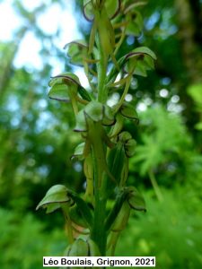  (Orchis anthropophora, L. Boulais, 2021) 