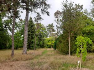 (Vue de l’arboretum)